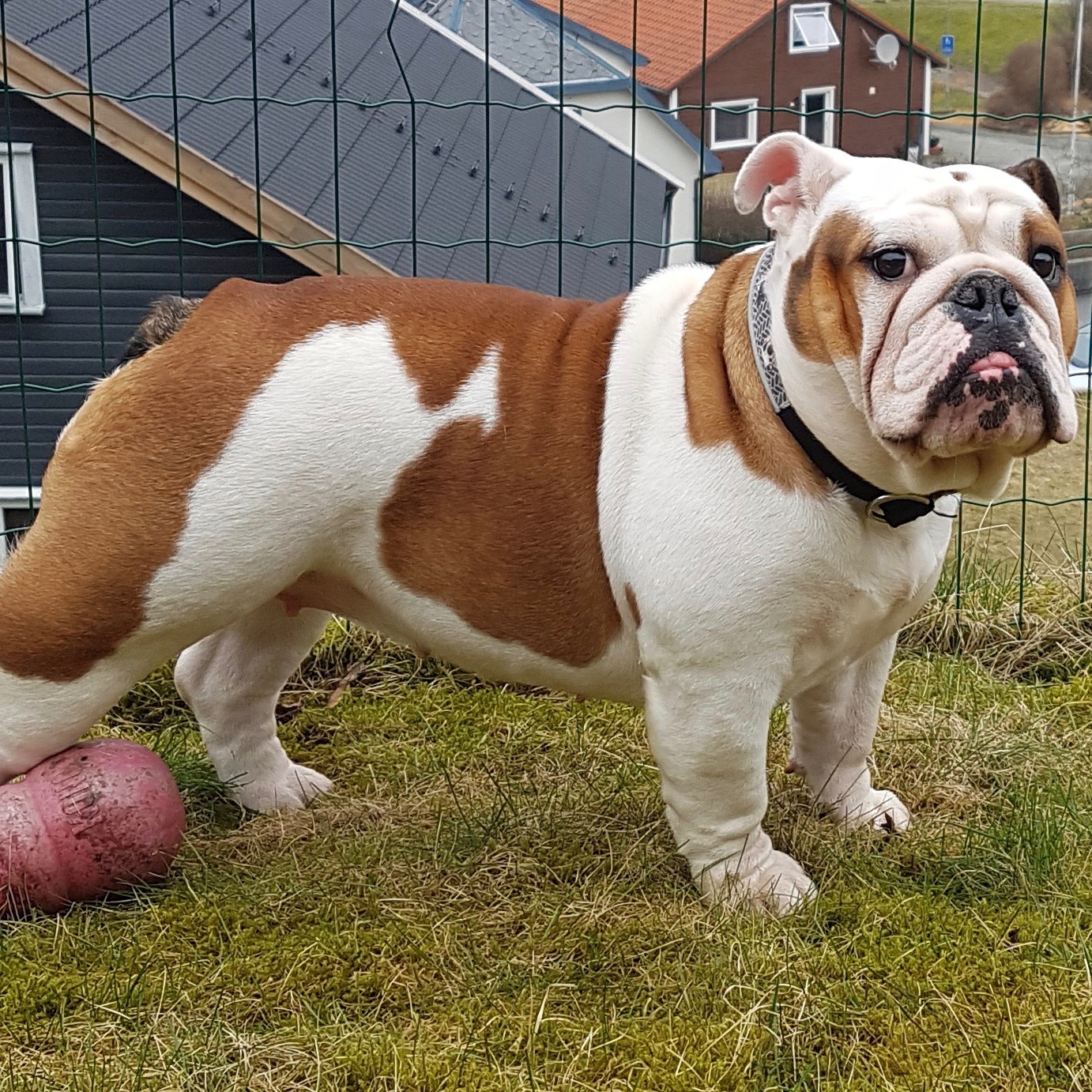 Bulldog, Fakta om hundrasen engelsk bulldog