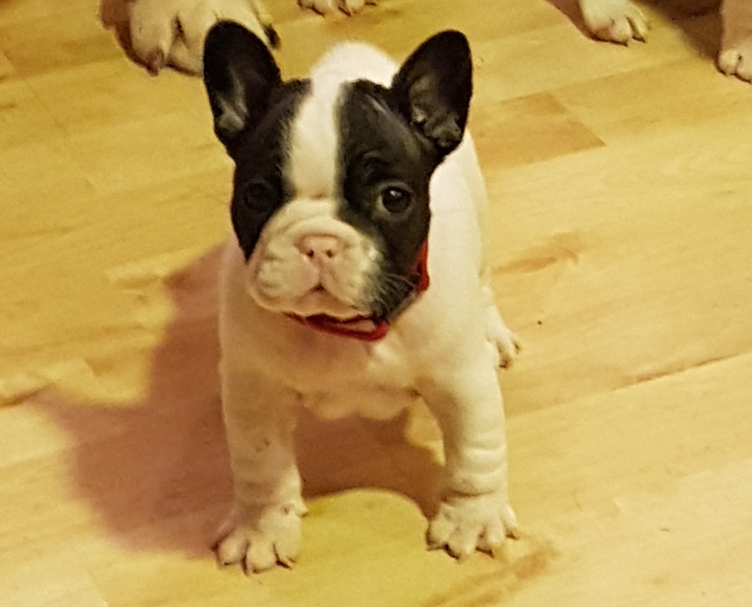 Engelsk bulldog