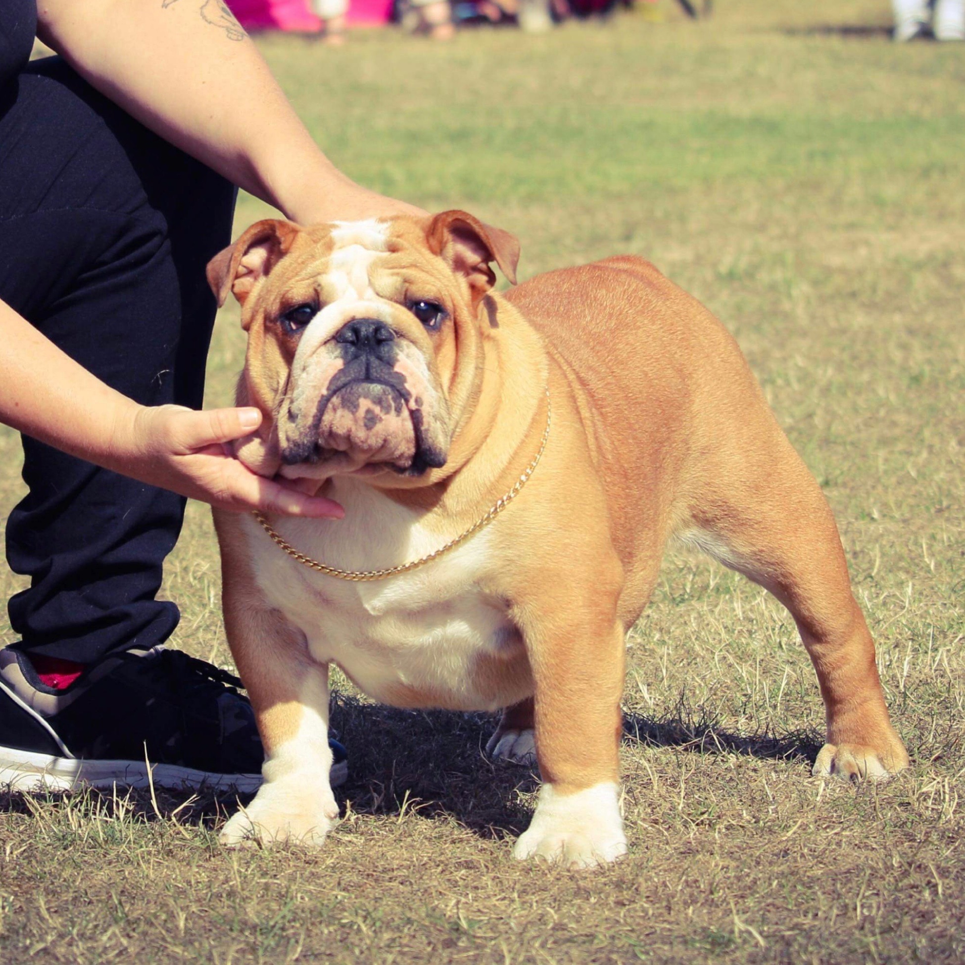 Engelsk bulldog