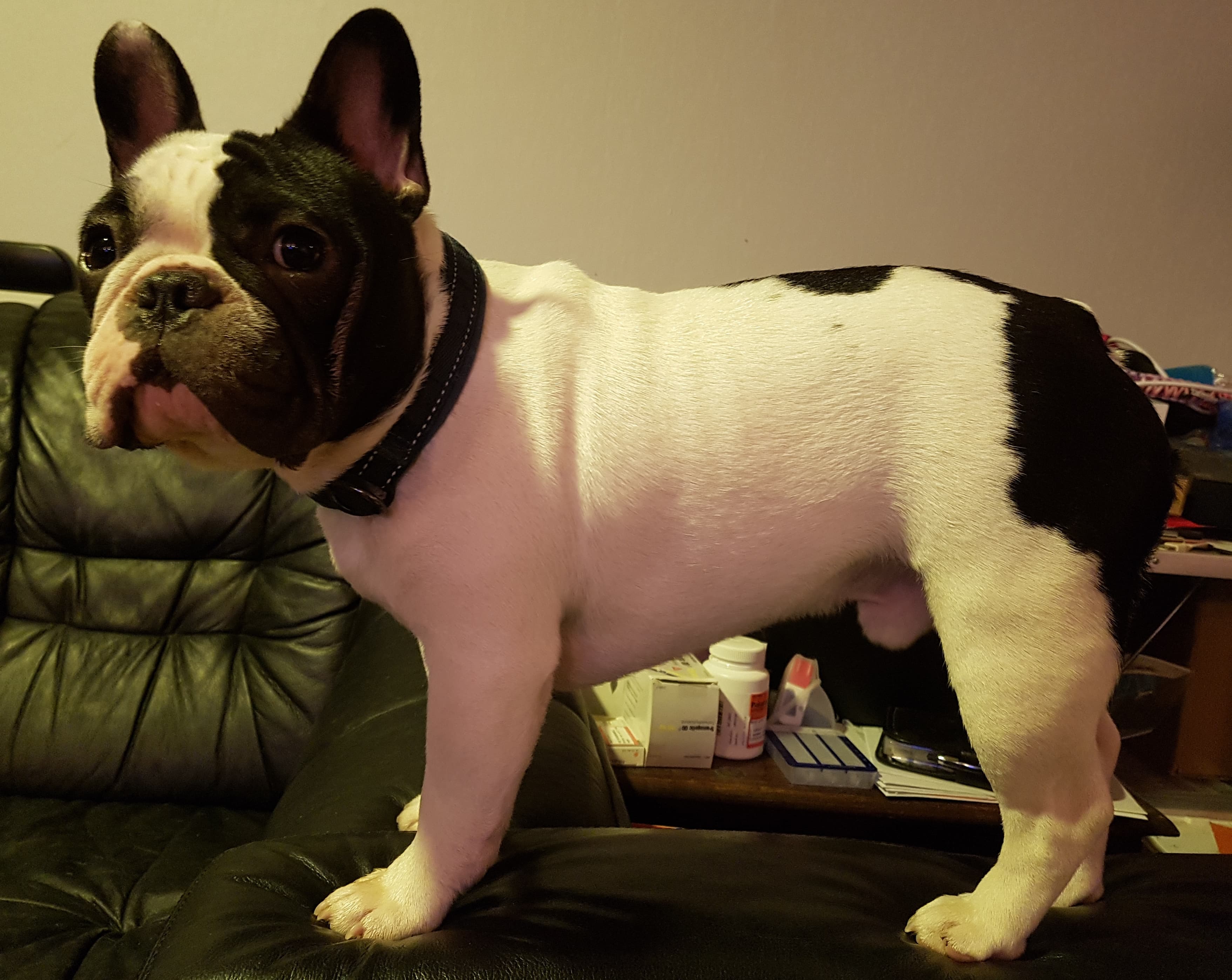 Engelsk bulldog