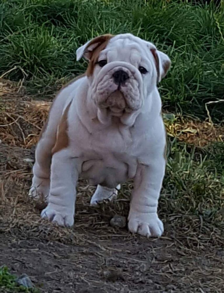 Engelsk bulldog