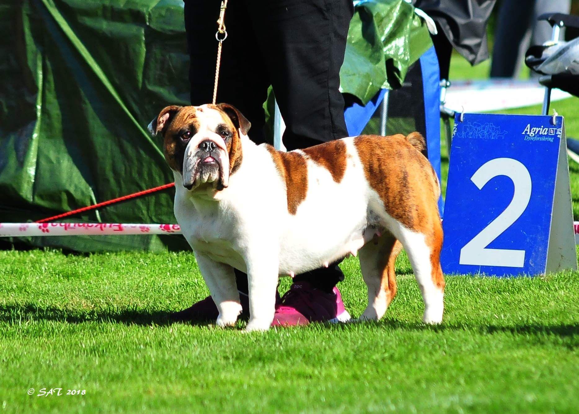 Engelsk bulldog