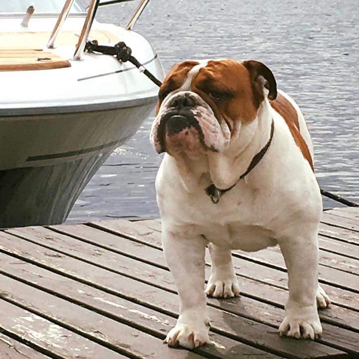 Engelsk bulldog