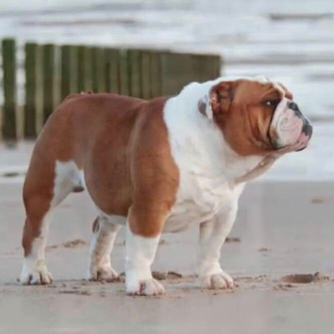 Engelsk bulldog