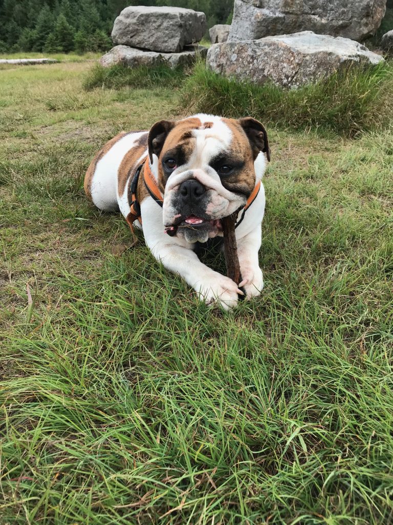 Engelsk bulldog