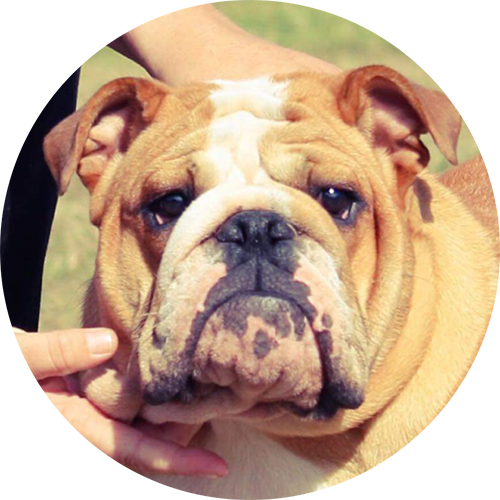 Engelsk bulldog