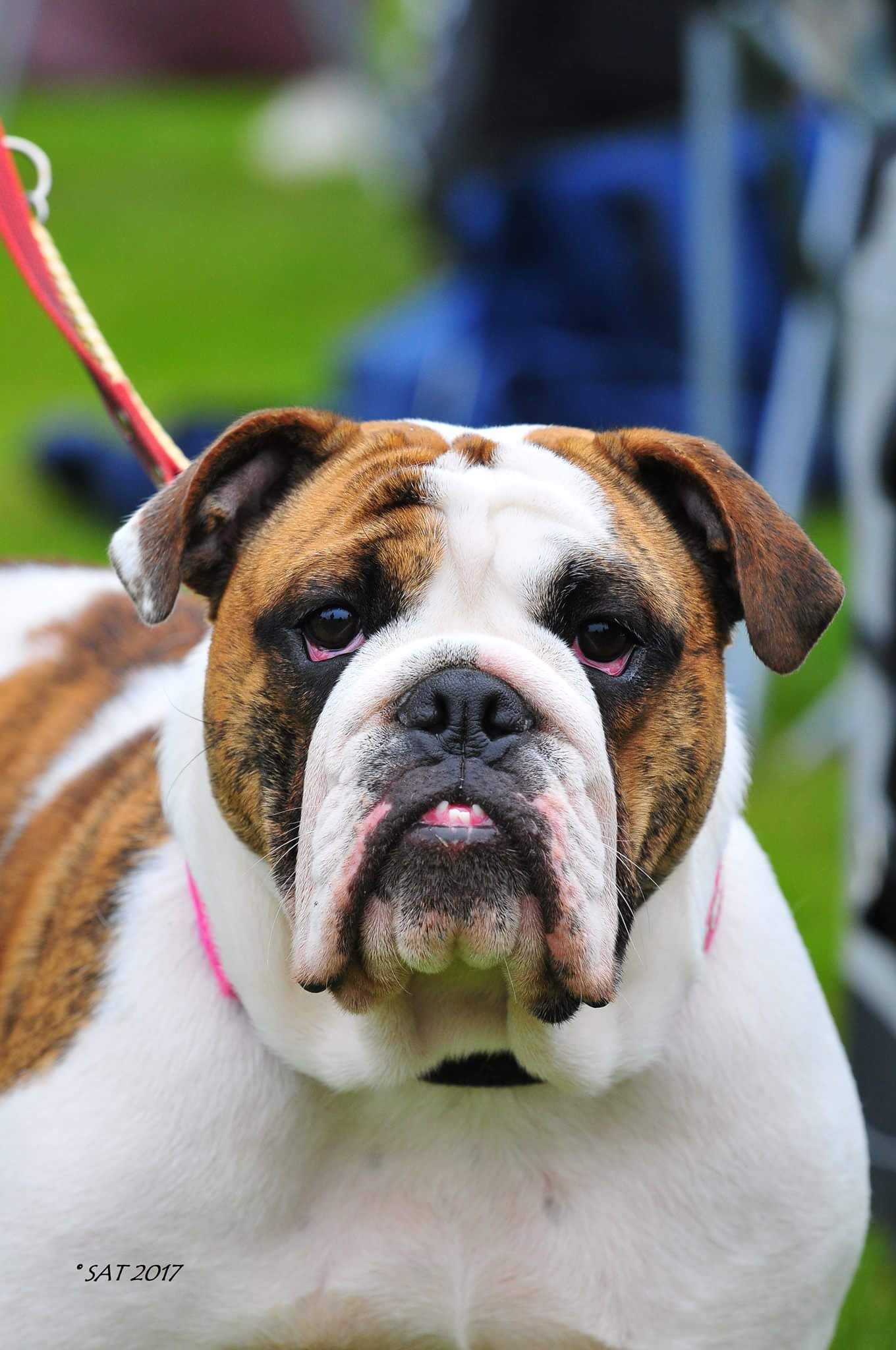 English bulldog best sale hunting