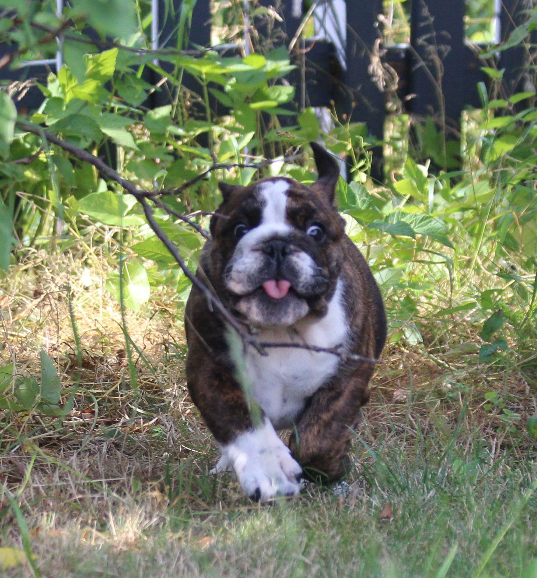 Engelsk bulldog