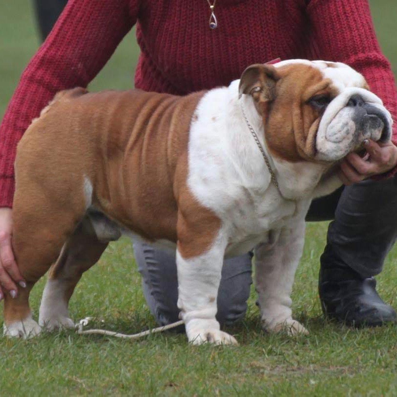 Engelsk bulldog