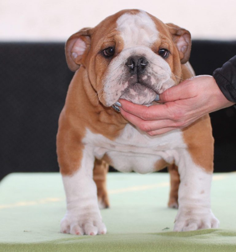 Engelsk bulldog