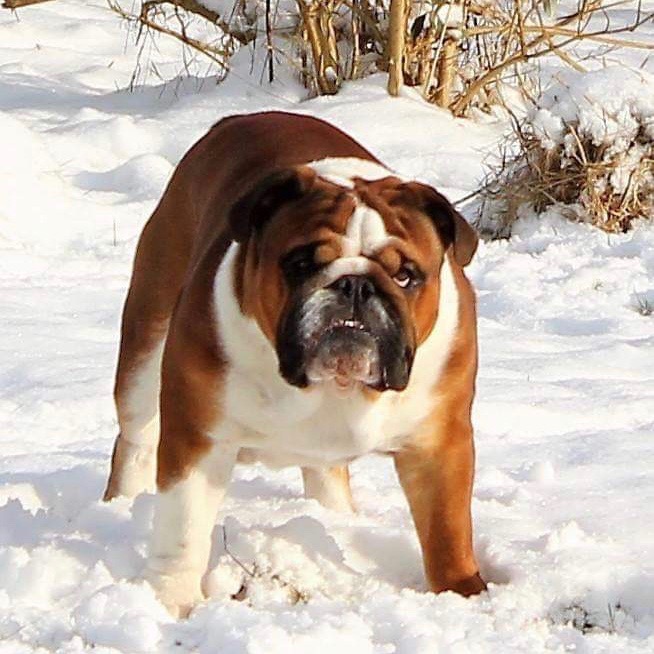 Engelsk bulldog