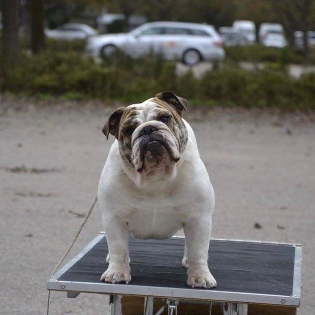 Engelsk bulldog