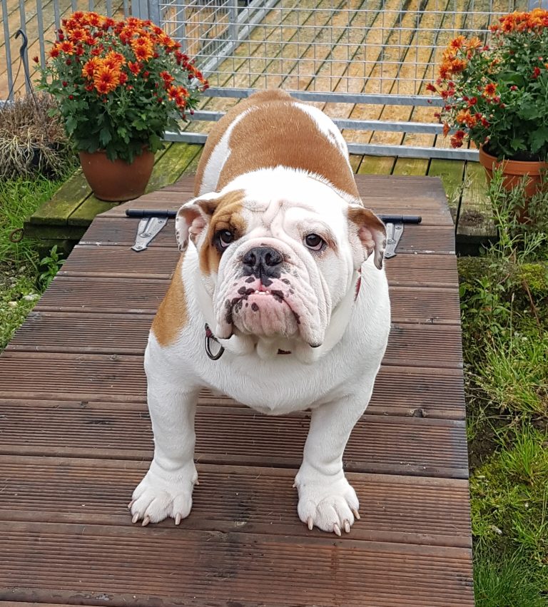 Engelsk bulldog