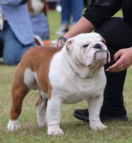 Engelsk bulldog