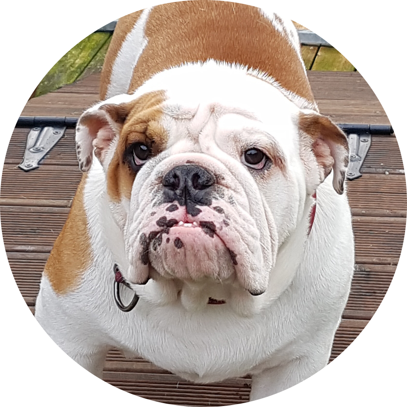 Engelsk bulldog