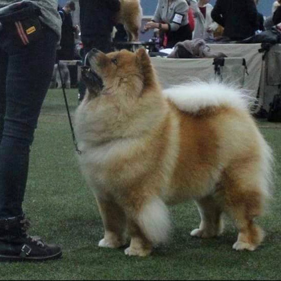 Chow Chow