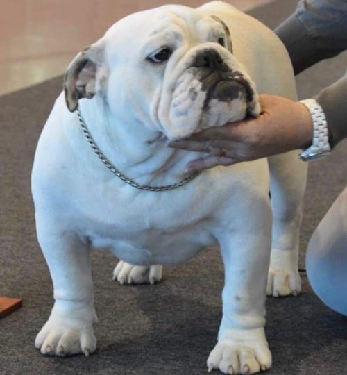 Engelsk bulldog